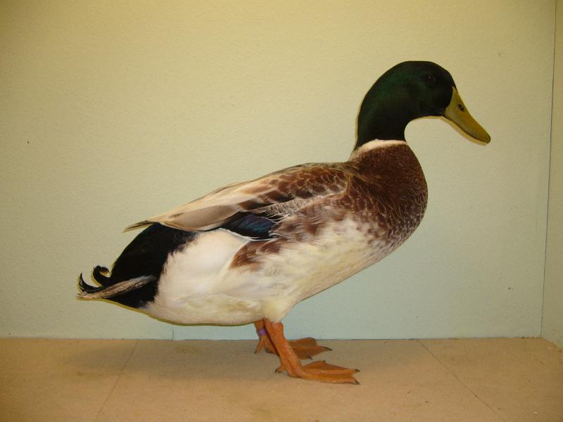 Munster 2009 371.jpg - Streicherenten silber-wildfarbig Sandro Thielemeier